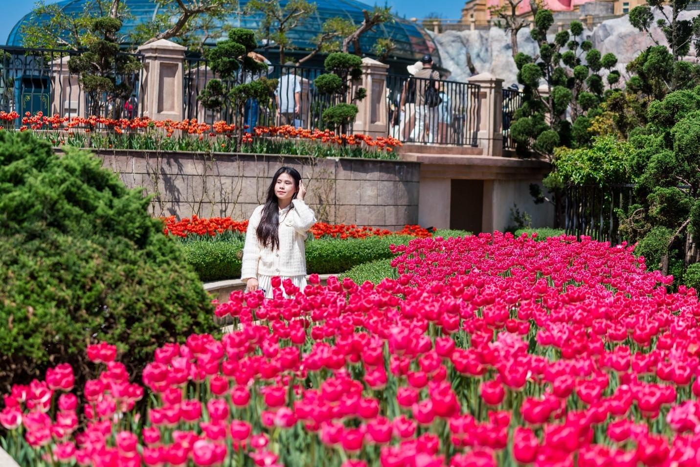 Du khách check-in bên những thảm hoa Tulip rực rỡ sắc màu.