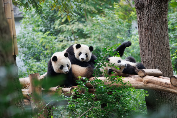 Gấu trúc nổi tiếng Thành Đô.