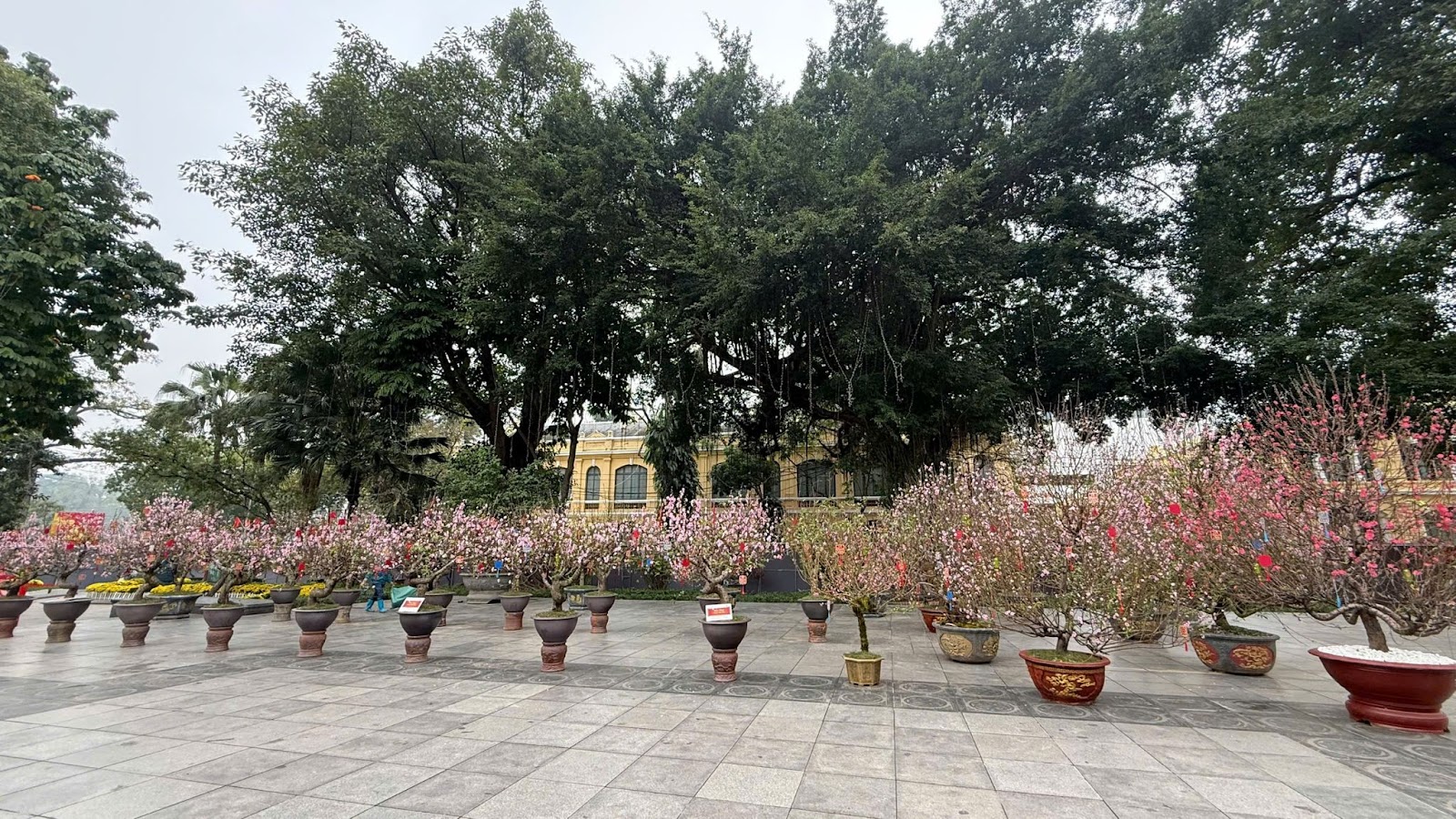 Hàng trăm gốc đào quý từ các “thủ phủ” hoa hội tụ phục vụ người dân đón Tết.