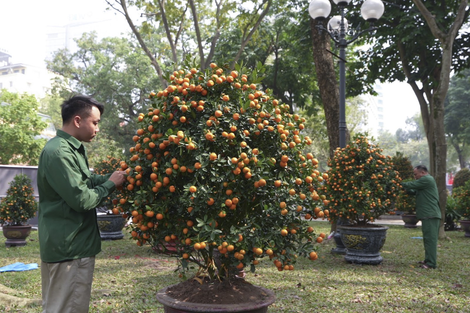 Những chậu quất cảnh được chăm sóc tỉ mỉ trước ngày mở cửa hội hoa xuân.