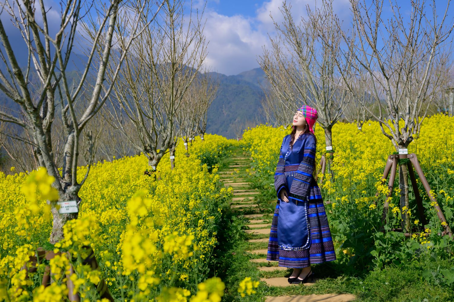 Cánh đồng hoa cải vàng rực rỡ dưới nắng tháng 3, thu hút du khách tới Fansipan.