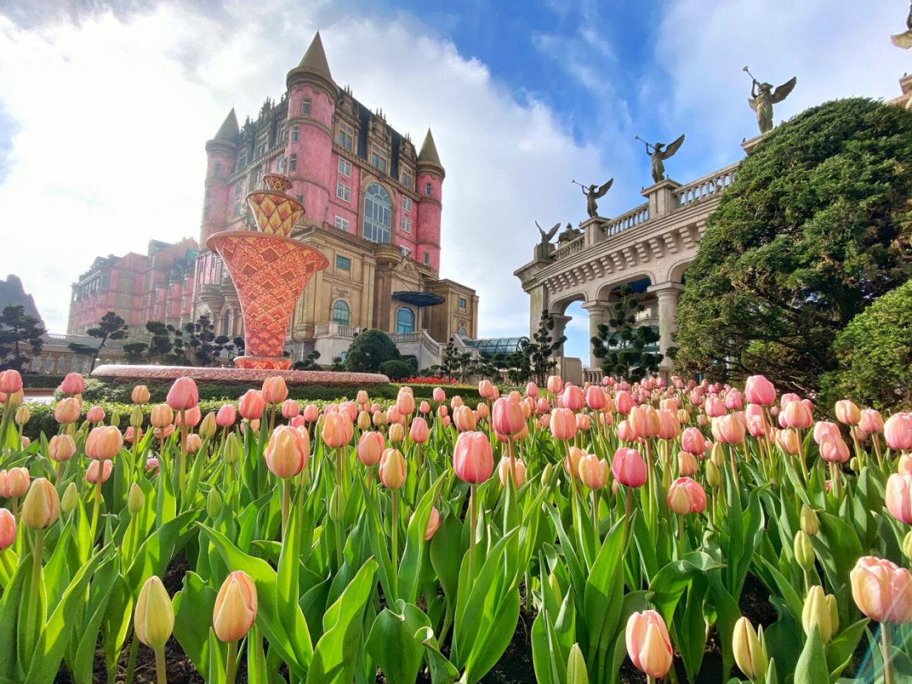 Đỉnh Bà Nà được ví như “Hà Lan thu nhỏ” với hơn một triệu bông tulip khoe sắc.