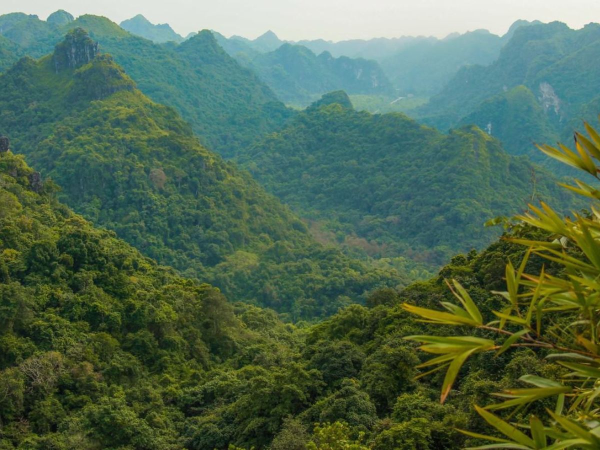 Getting to the Cat Ba Biosphere Reserve is quite simple.
