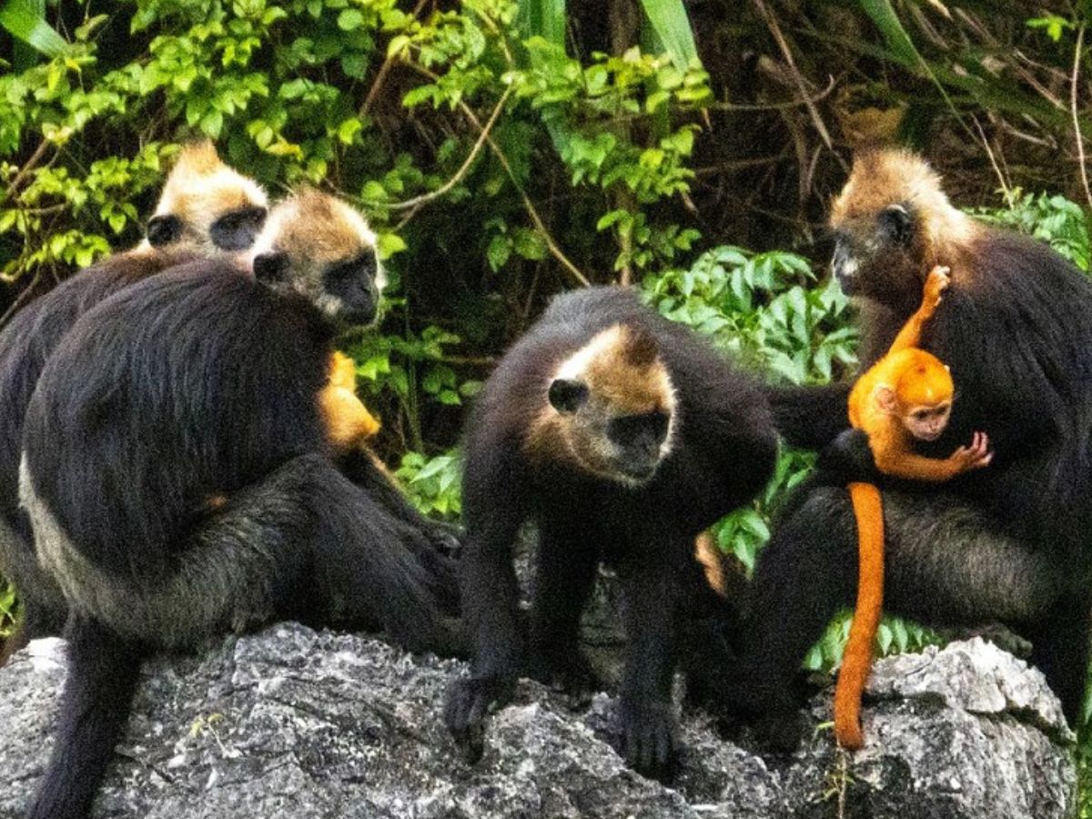 Rare white-headed langur in Cat Ba Biosphere Reserve.