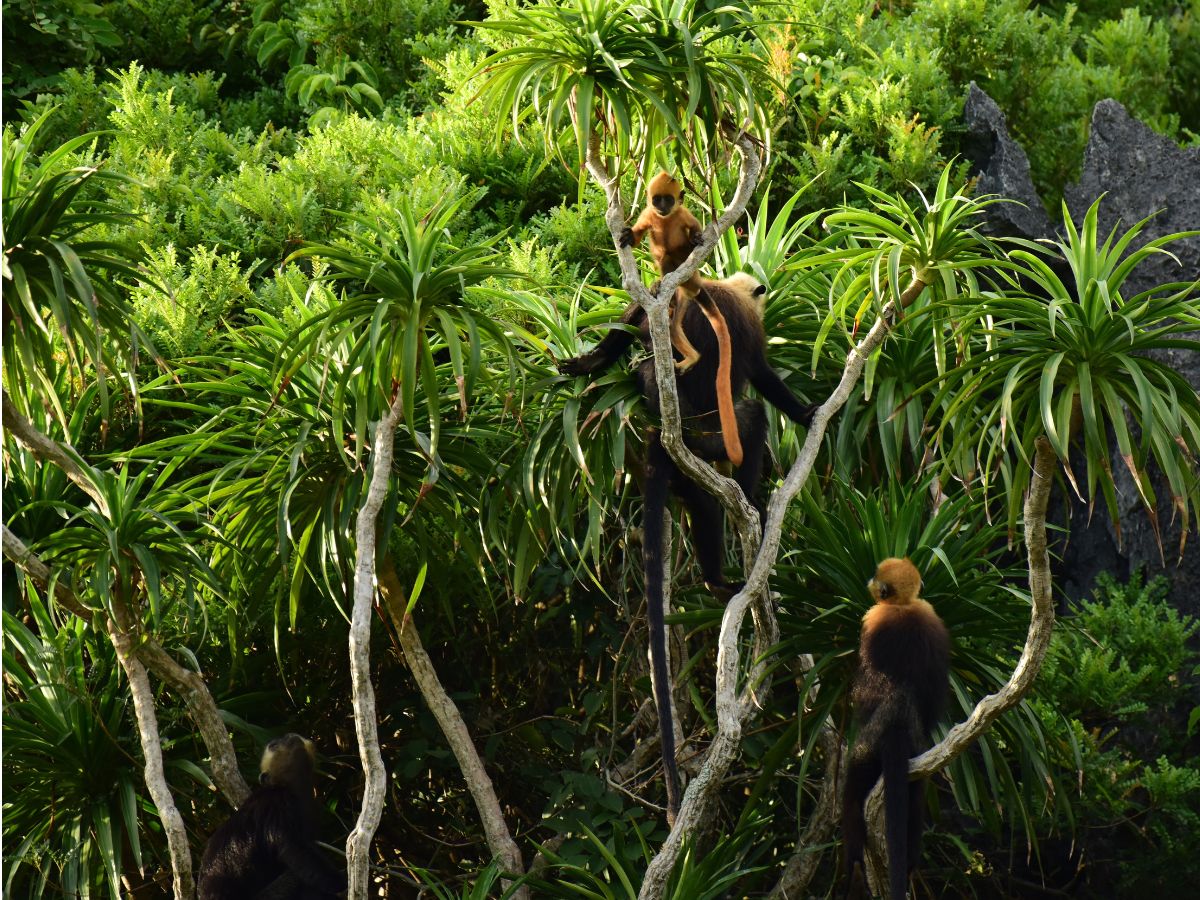 Cat Ba Biosphere Reserve helps balance the ecosystem of the Northeast region.