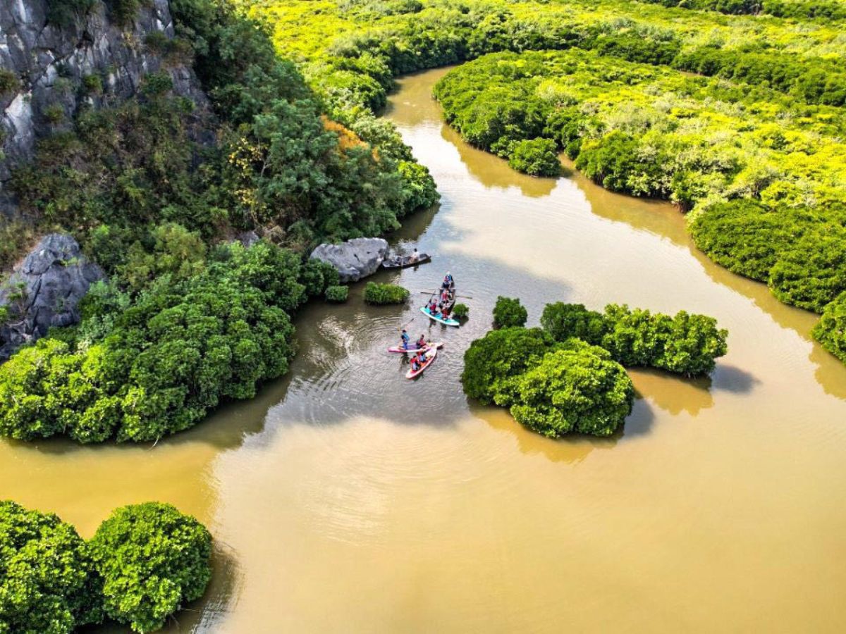 Cat Ba Mangrove Forest covers an area of nearly 700 hectares.