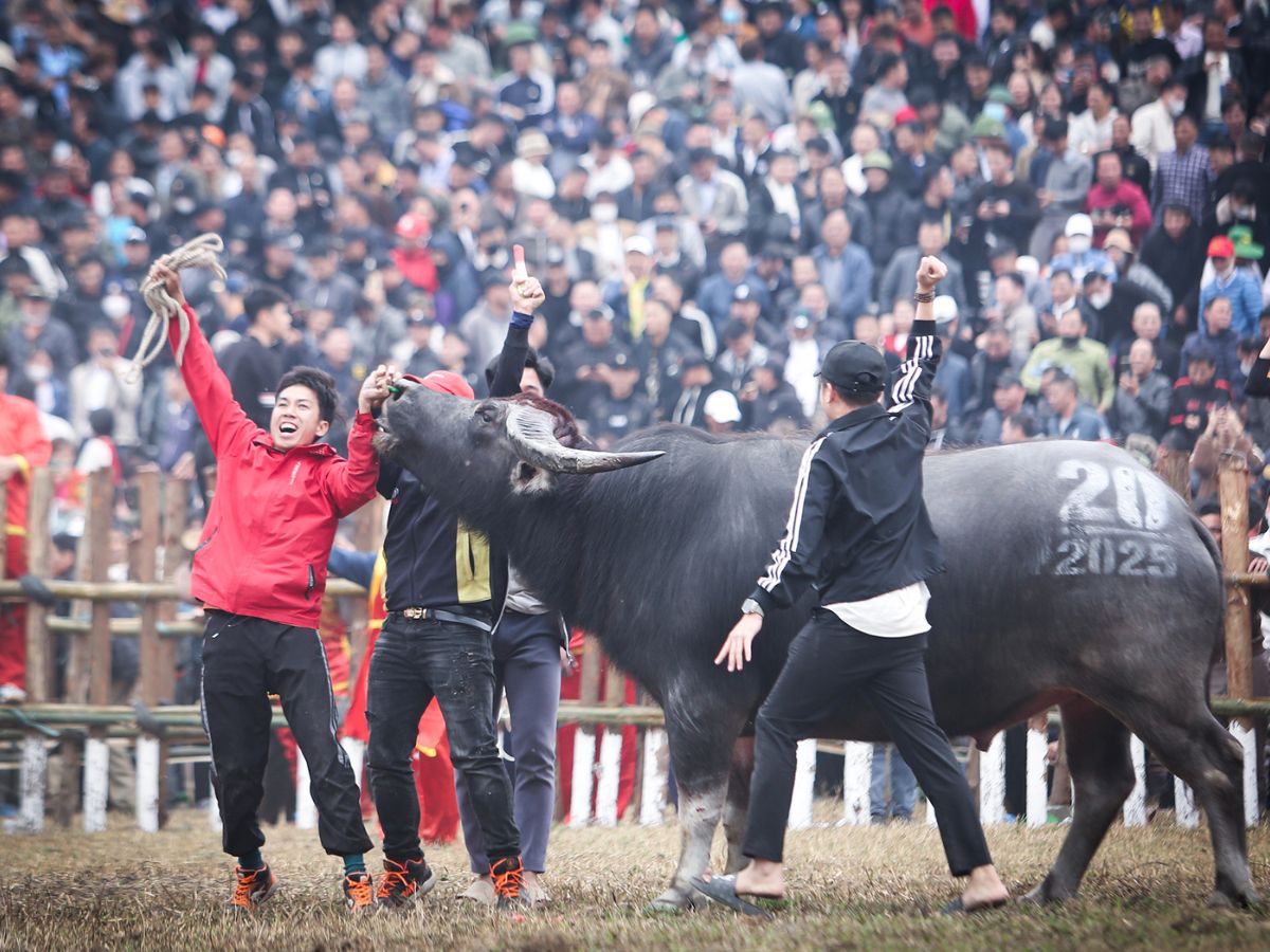 The annual Do Son Buffalo Fighting Festival attracts tourists.