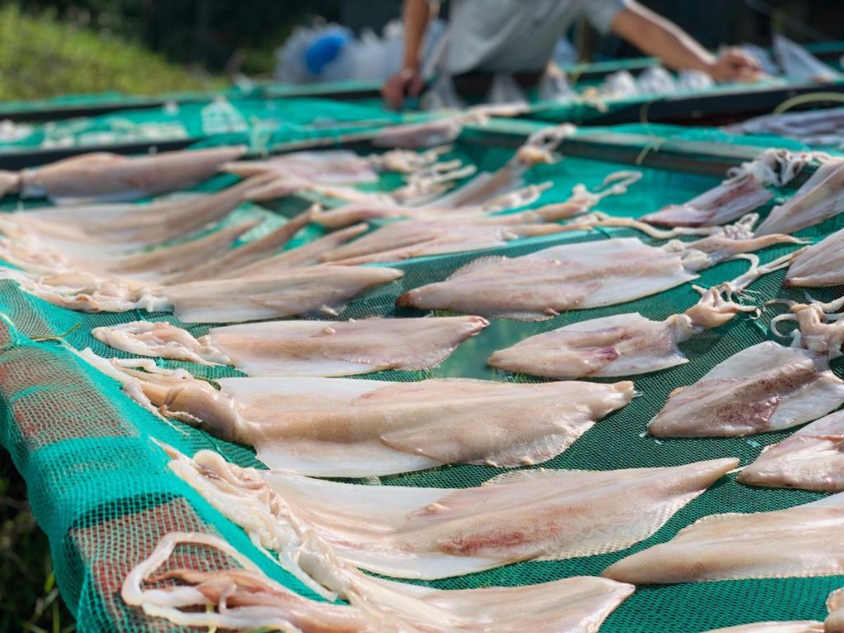 Mực một nắng Đà Nẵng dày thịt, có màu trắng đục tự nhiên