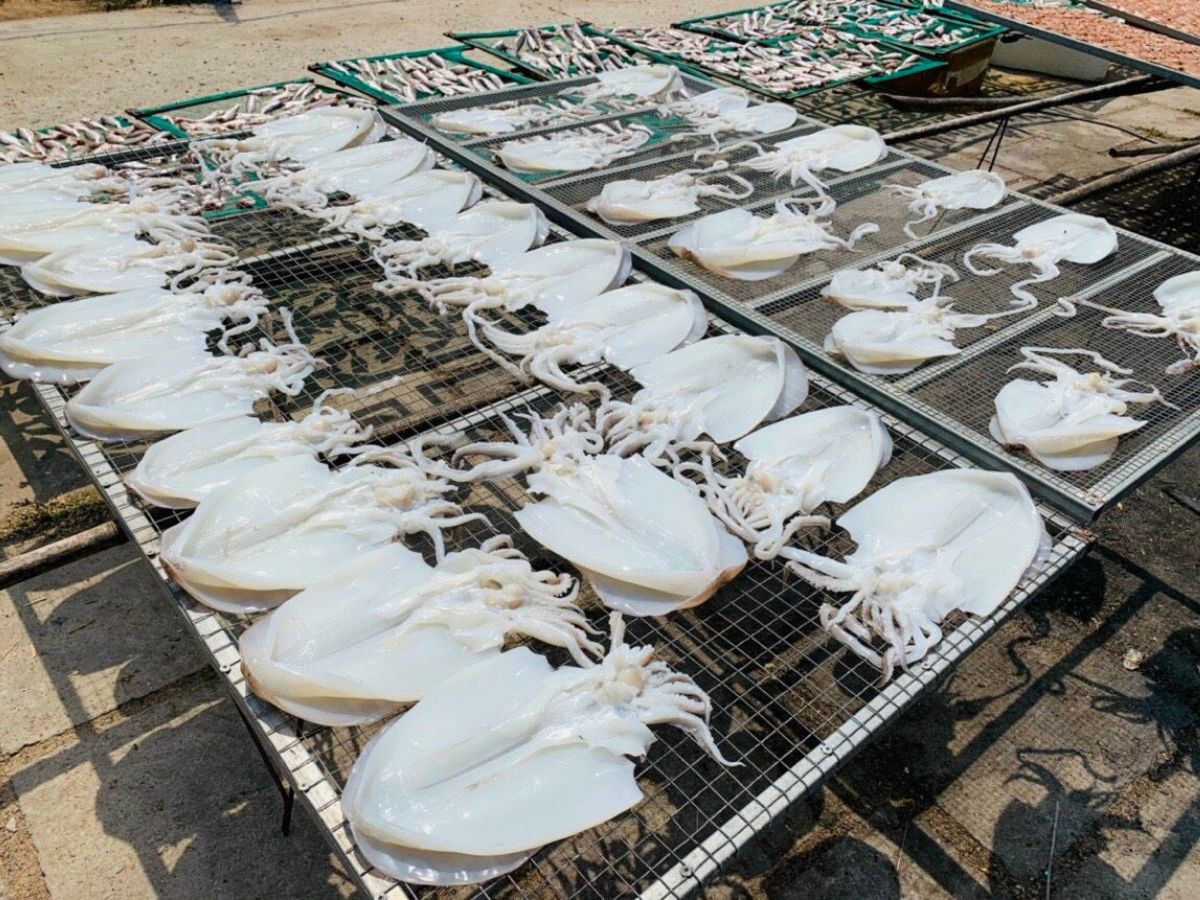 Giá mực một nắng Đà Nẵng phù hợp với nhu cầu của du khách