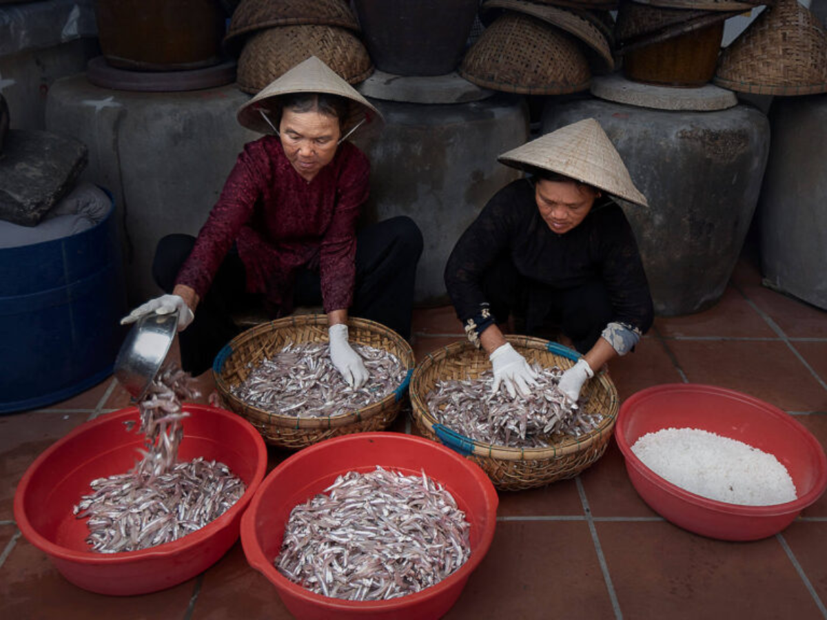 Cá cơm được người dân rửa sạch trước khi chế biến