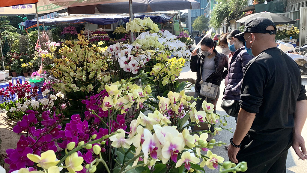 Chợ hoa lan với các giống lan phổ biến thu hút người mua vào mỗi dịp Tết.