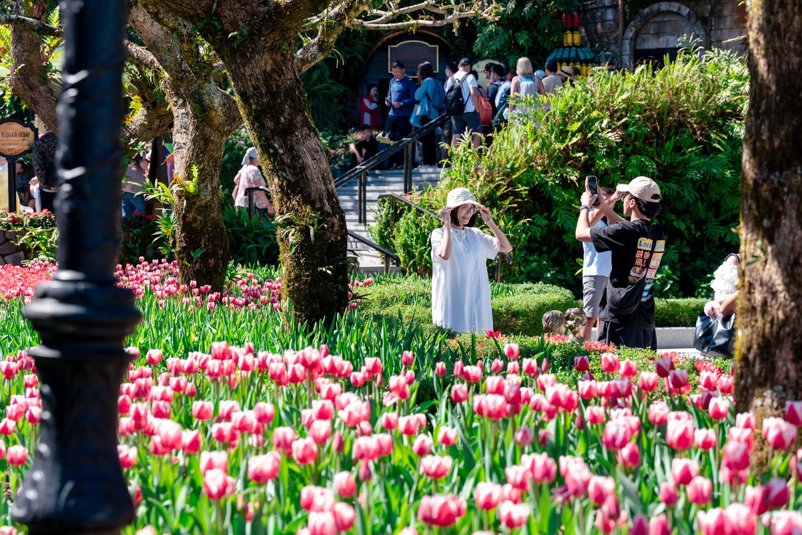 Một triệu bông tulip nở rộ khoe sắc trên đỉnh Bà Nà