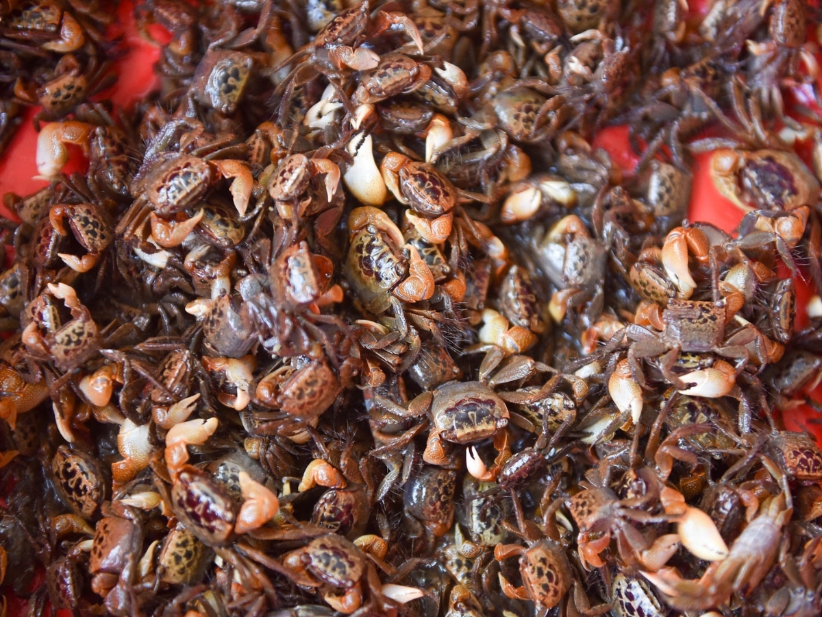 Mắm cáy Bình Lục được làm từ những con cáy tươi ngon, chất lượng