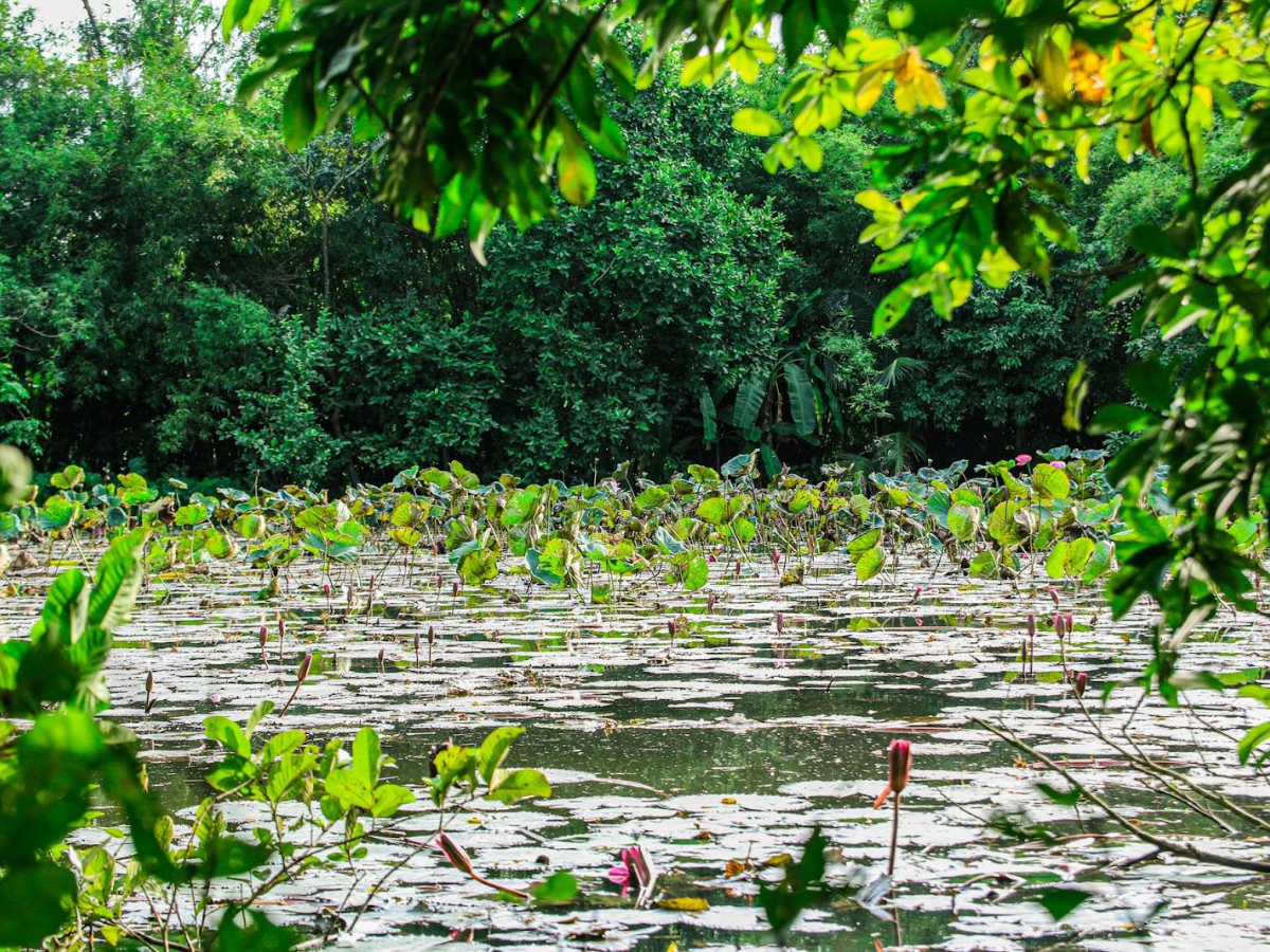 Ao thu bốn mùa toả ngát hương sen
