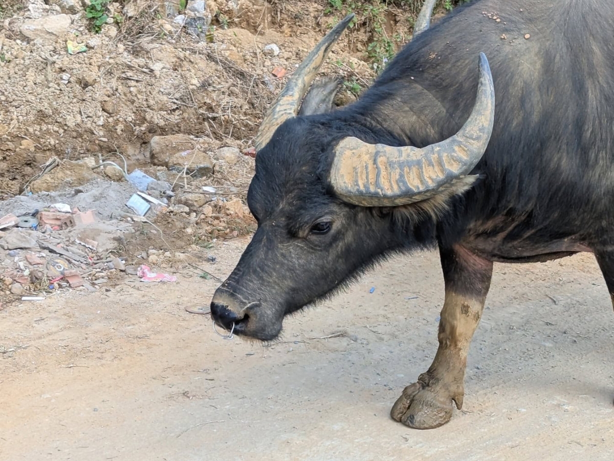 Các sản phẩm mỹ nghệ được chế tác từ sừng trâu, sừng bò tự nhiên