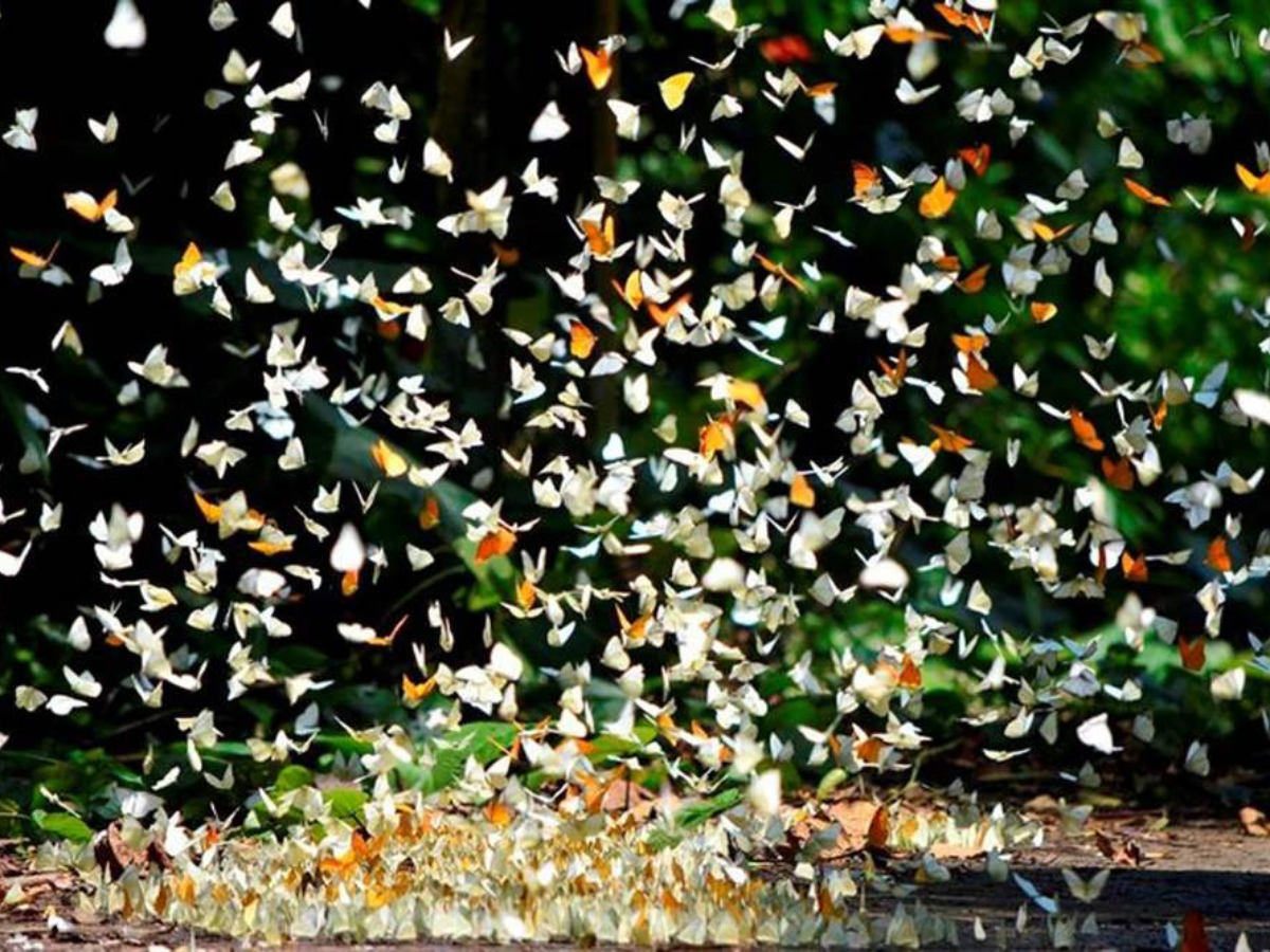 Săn ảnh mùa bướm rực rỡ sắc màu trong rừng Cúc Phương