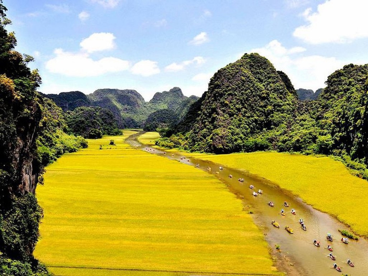Khung cảnh Tam Cốc - Bích Động vào mùa lúa chín đẹp đến nao lòng.
