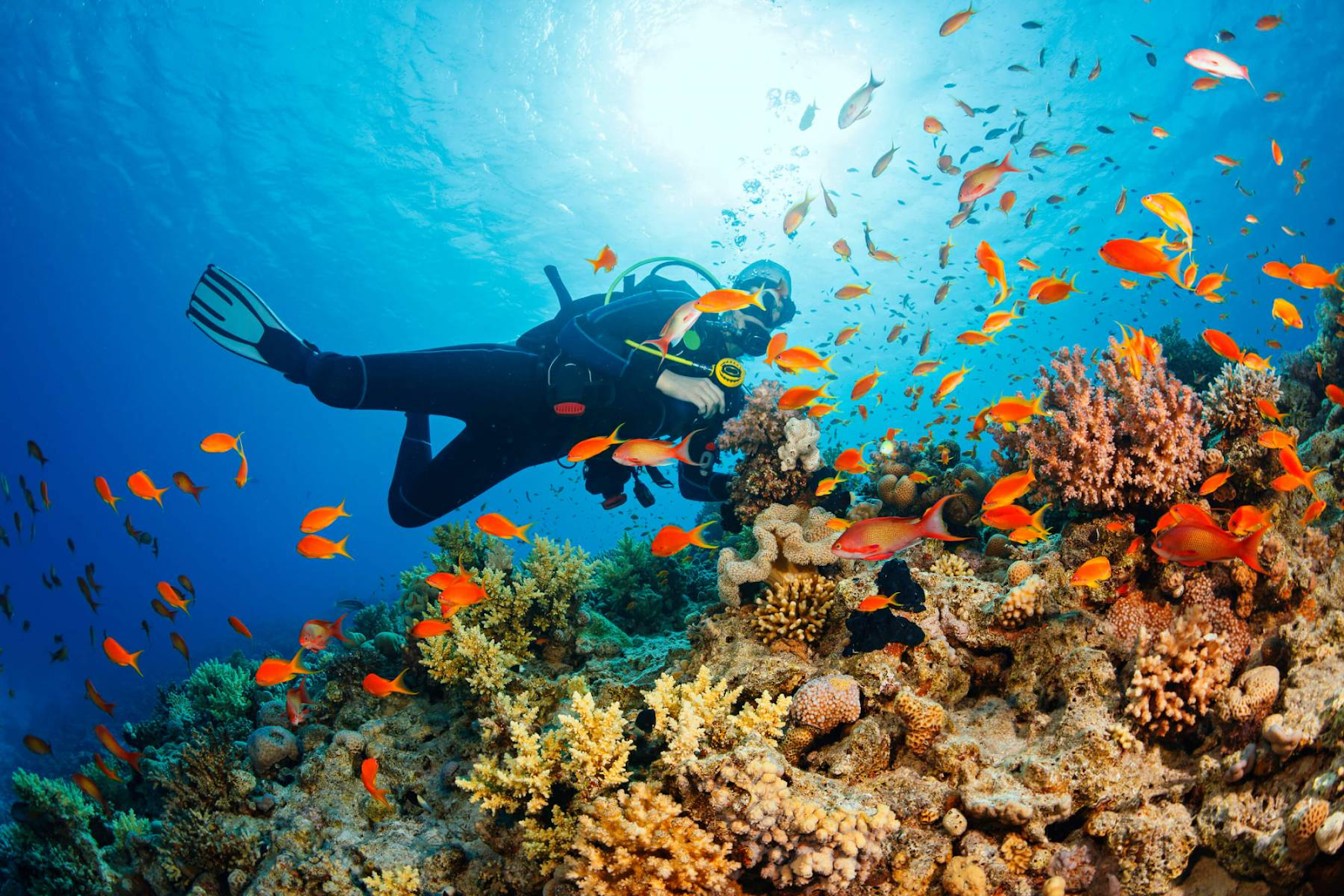 Snorkelers explore coral gardens beneath the turquoise sea. (Photo: collected)