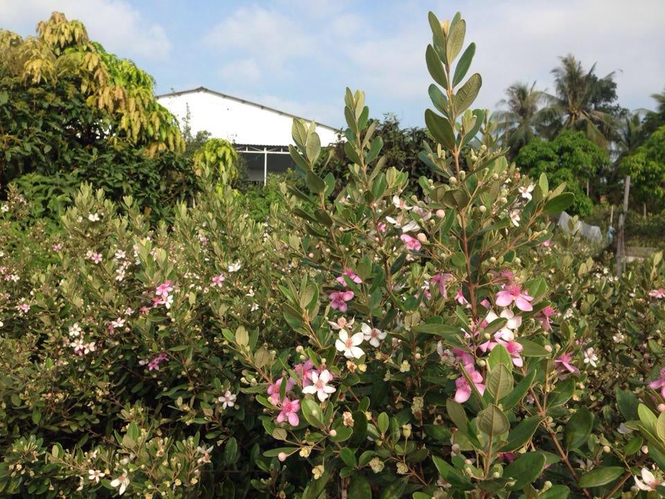 A corner of a Phu Quoc sim garden (Photo: Collected)