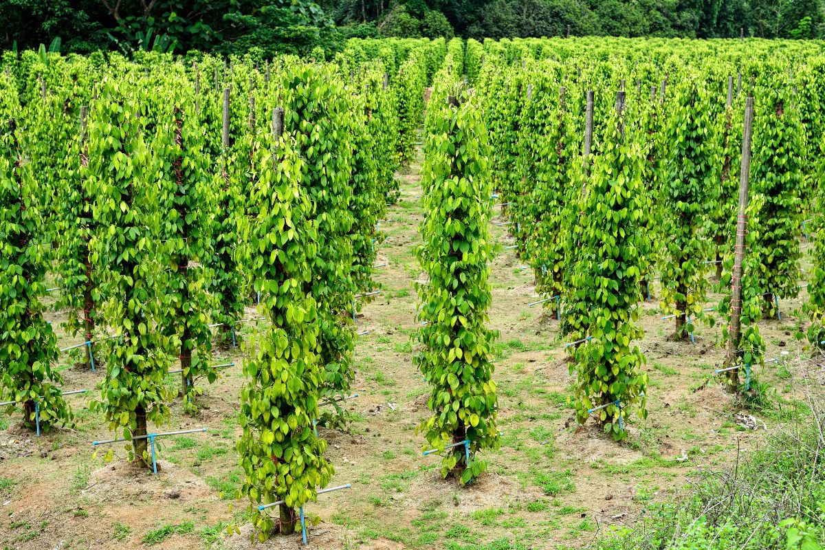 Khí hậu và thổ nhưỡng đặc biệt của Phú Quốc khiến cho hạt tiêu có vị cay nồng đặc trưng.