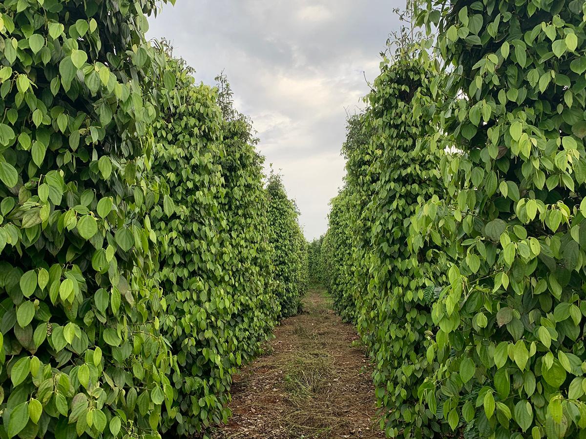 Vườn tiêu Phú Quốc thu hút du khách bởi khung cảnh thiên nhiên trù phú.