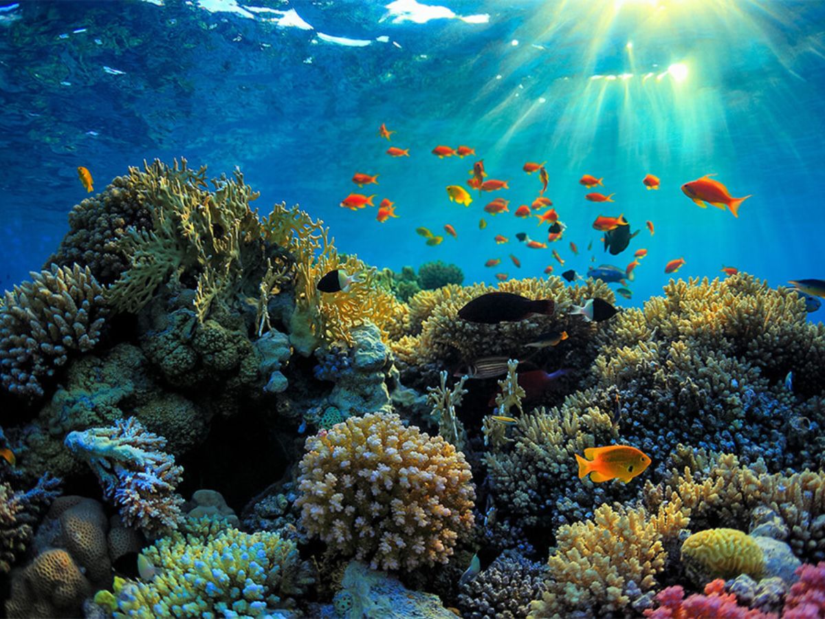 Hành trình khám phá san hô diễn ra an toàn và dễ dàng.