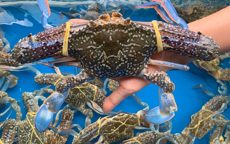 Ghẹ xanh nổi bật với những chiếc chân xanh và thịt tươi chắc.