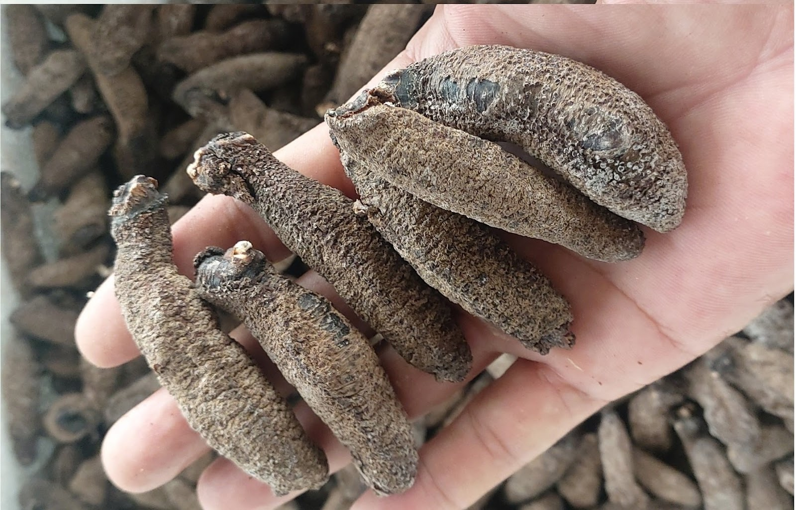 Hải sâm khô có thể bảo quản trong thời gian dài.