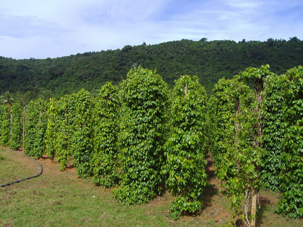 Vườn tiêu là một trong những điểm tham quan nổi tiếng tại Bắc đảo (Nguồn: Sưu tầm)