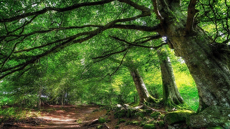 Vườn quốc gia Phú Quốc được mệnh danh là lá phổi xanh của đảo Ngọc (Nguồn: Sưu tầm)