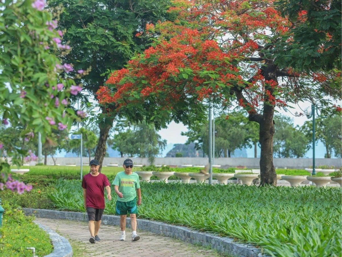 Bạn có thể đi dạo tại công viên hoa Hạ Long