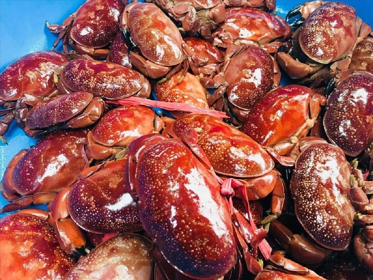 Cù kỳ là loại cua đặc trưng của vùng biển Quảng Ninh, có đôi càng to và thịt ngọt đậm đà.