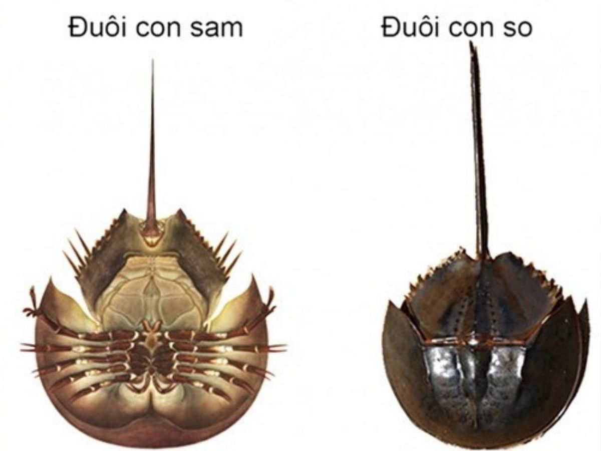 Nhiều người dễ nhầm sam biển và so biển vì hình dáng gần tương đồng. (Nguồn: Sưu tầm)