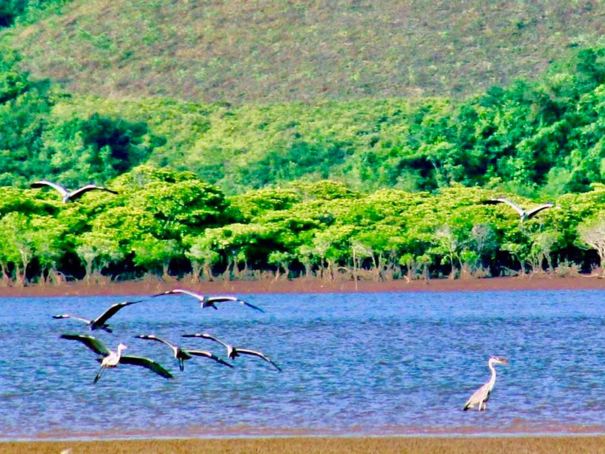 Rừng ngập mặn Đồng Rui có hệ sinh thái độc đáo