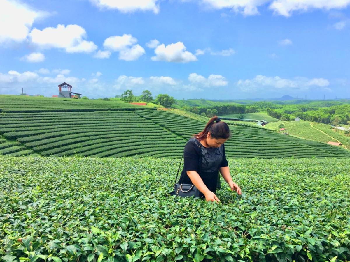 Những luống chè xanh mướt trải dài uốn lượn theo triền đồi Quảng Long