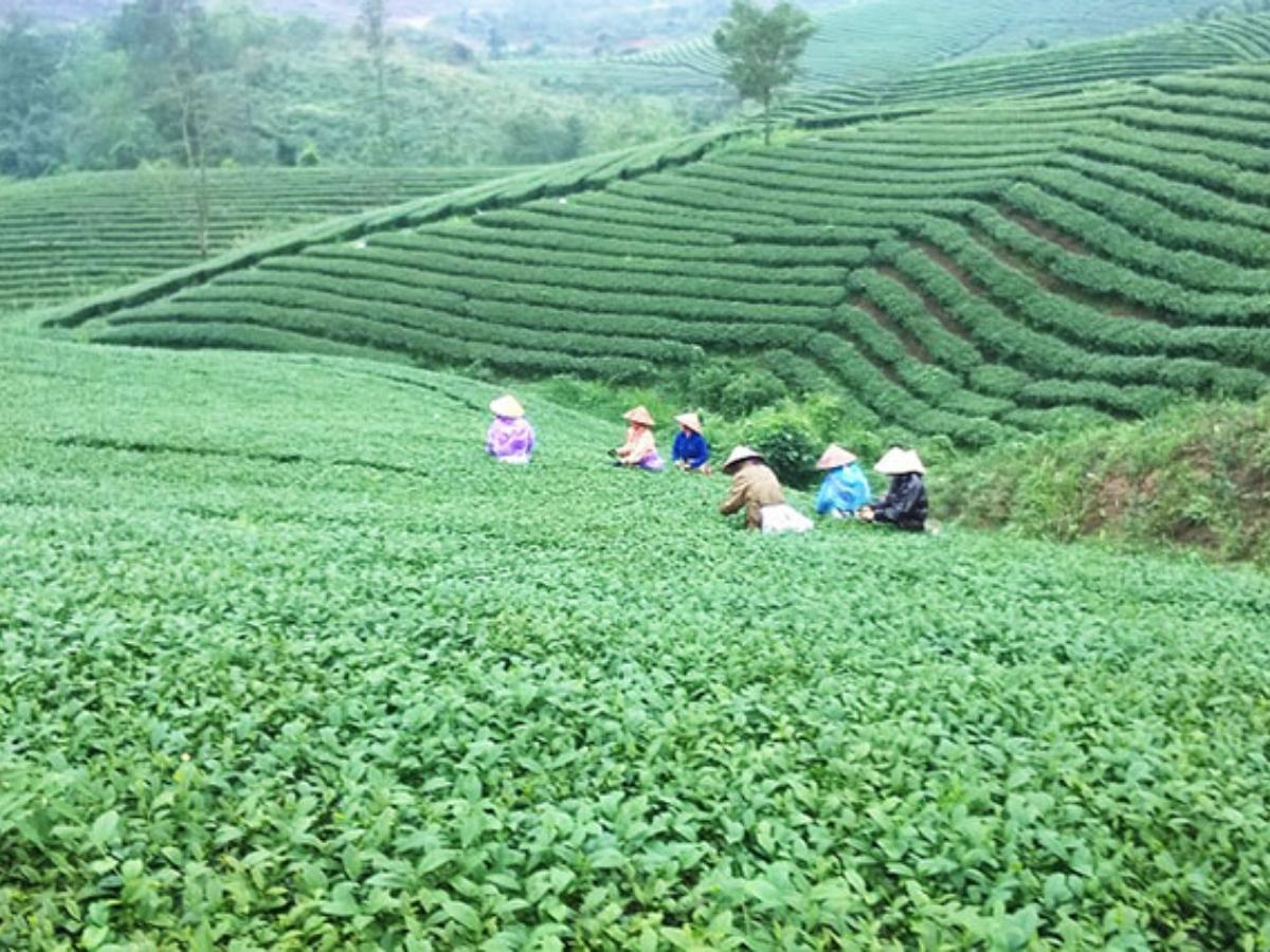 Đồi chè Quảng Long xanh quanh năm nhờ được chăm sóc liên tục