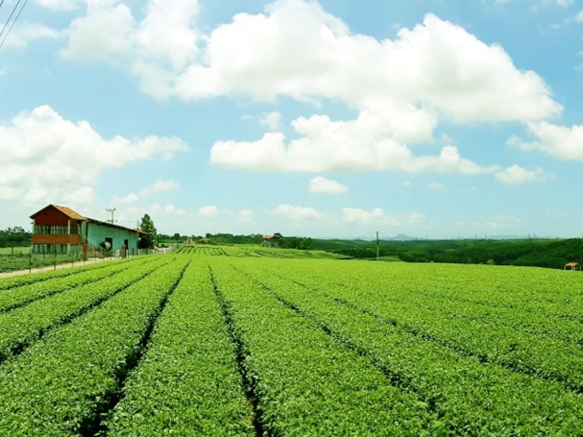 Đồi chè Quảng Long là điểm đến xanh mát, yên bình thuộc tỉnh Quảng Ninh