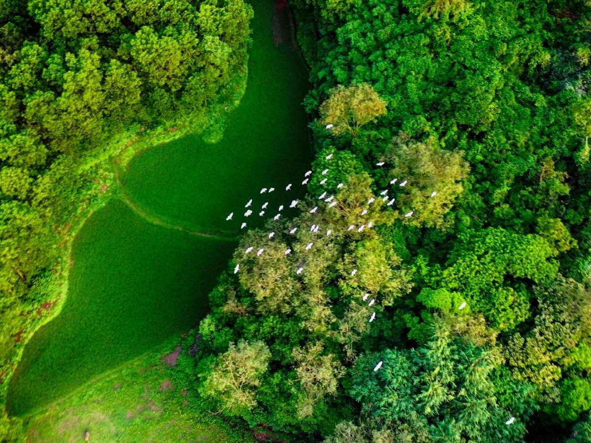 Hành trình di chuyển đến rừng cò Núi Hứa tại khu vực Đầm Hà, Quảng Ninh