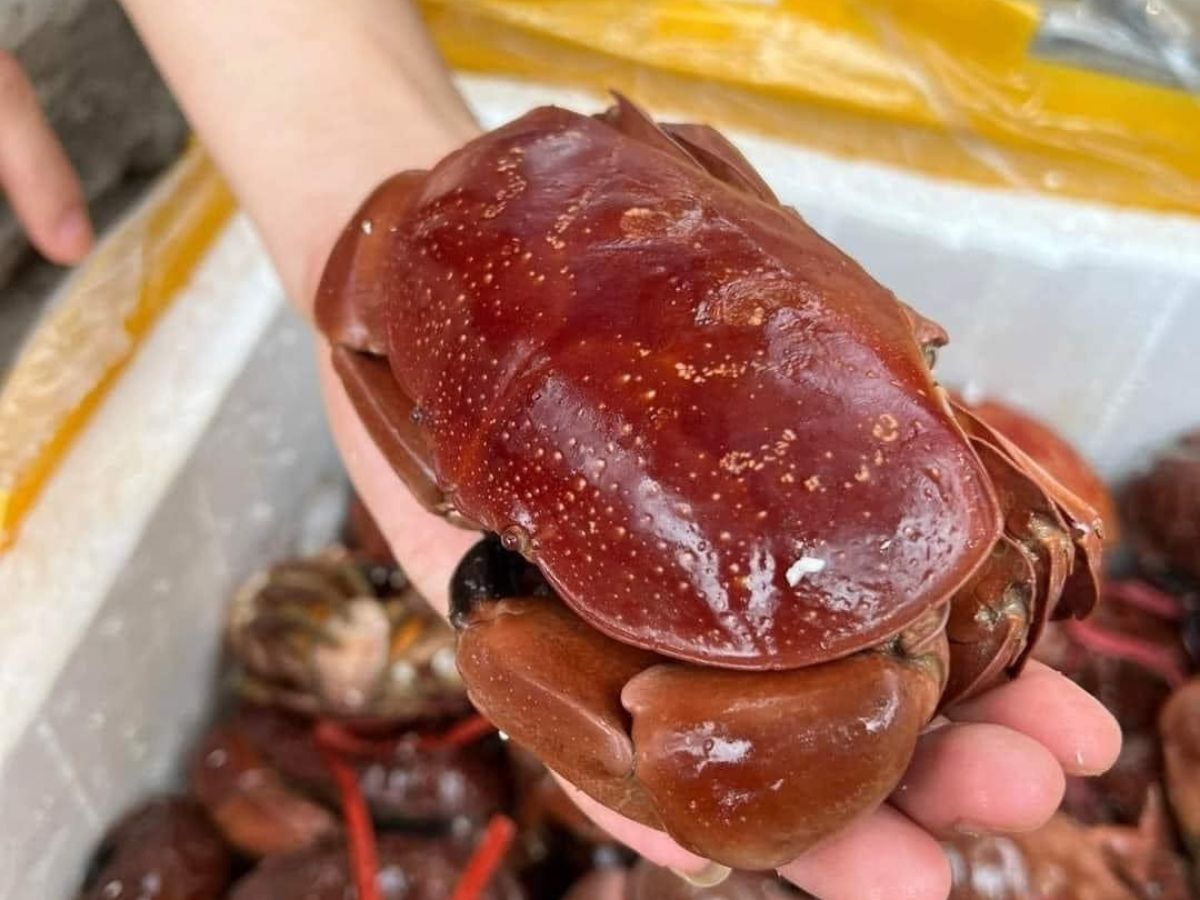Giá cù kỳ Hạ Long thường dao động tùy theo thời điểm trong năm và kích thước của từng loạ