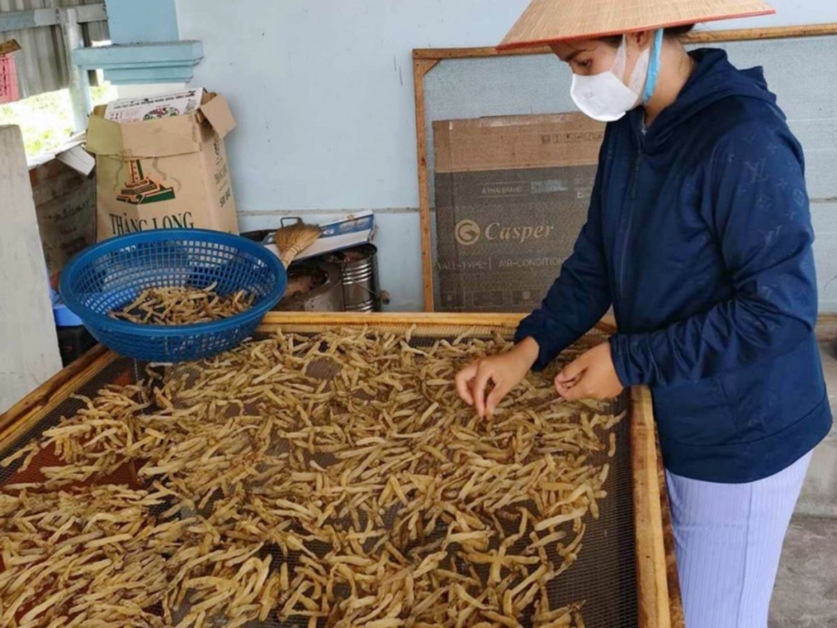 Quy trình chế biến sá sùng Quảng Ninh đòi hỏi kỹ thuật cao để giữ được hương vị đặc trưng.