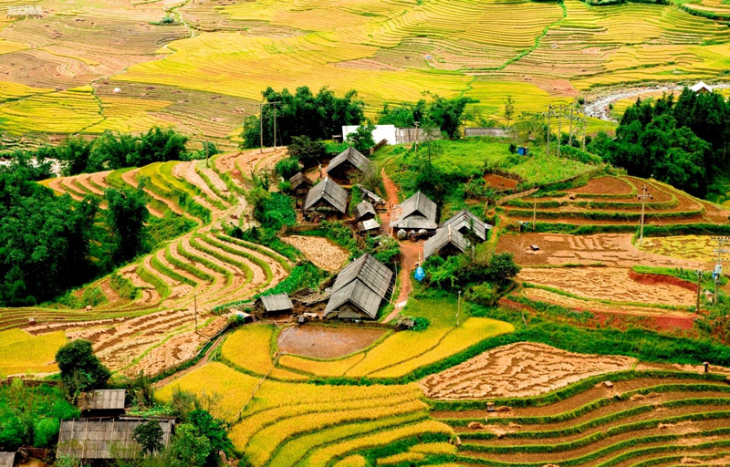 nhung-thua-ruong-chin-vang-tran-ngap-sac-huong-nguon-stazpack.jpg