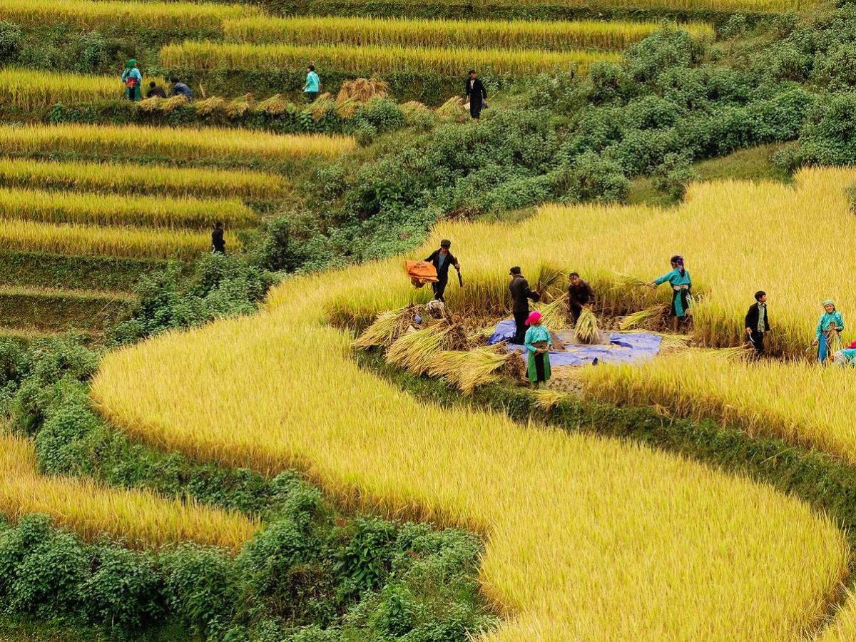 Người dân bản địa nô nức thu hoạch những vựa lúa chín vàng.