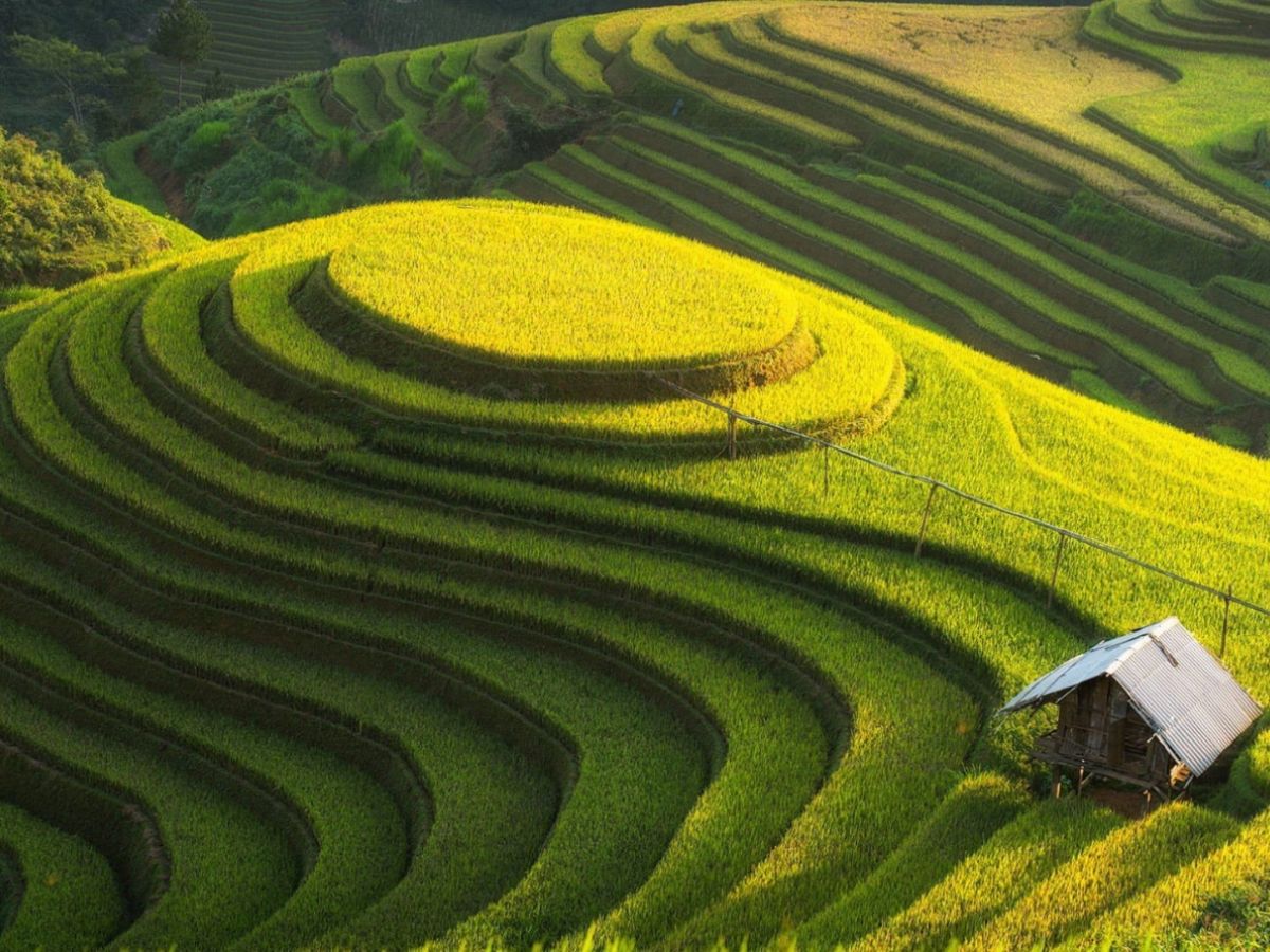 Tận hưởng thảm xanh tươi mát của đất rừng Tây Bắc.