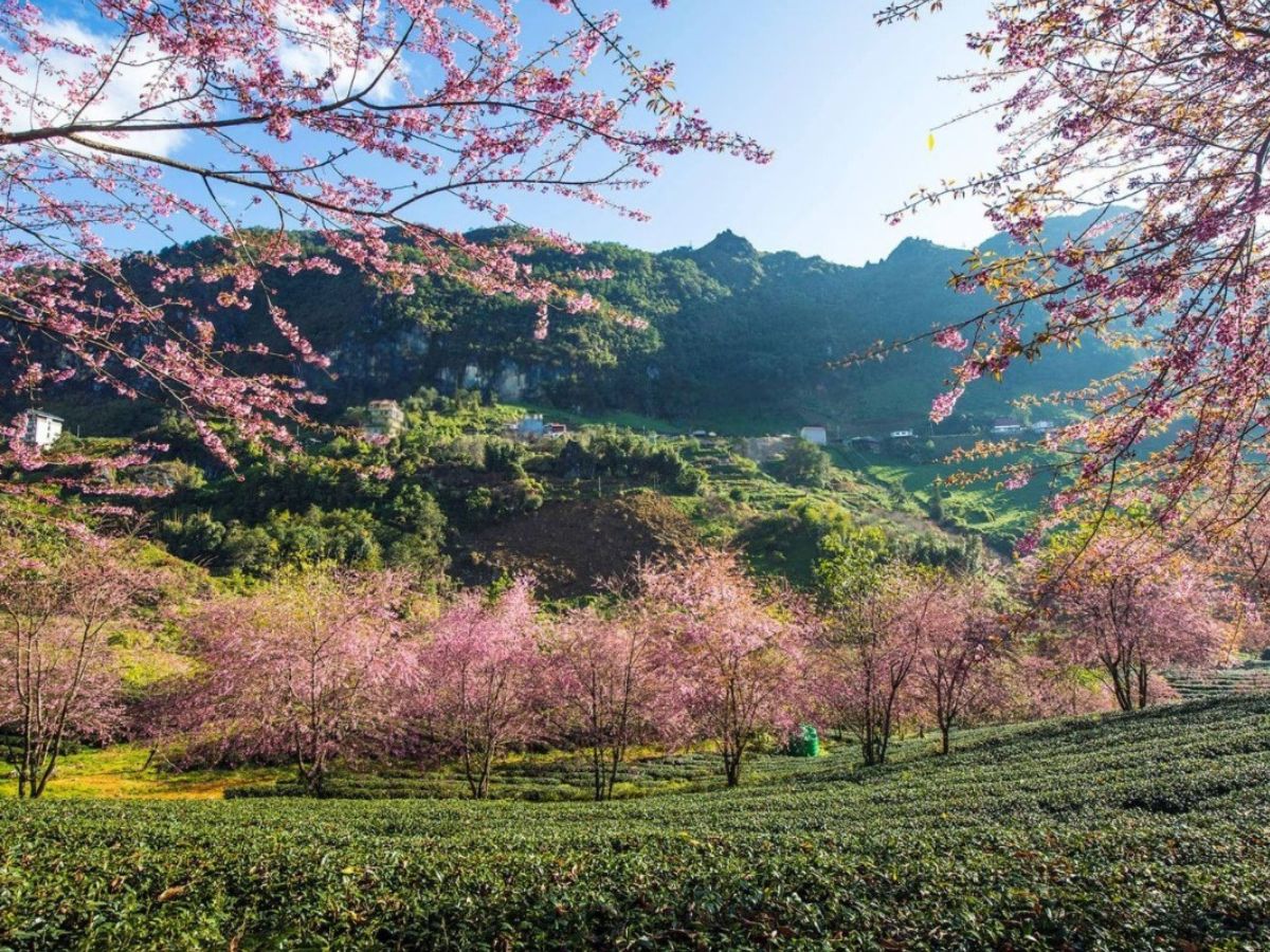 Hoa đào nhuộm hồng một khoảng trời mùa xuân Sa Pa.