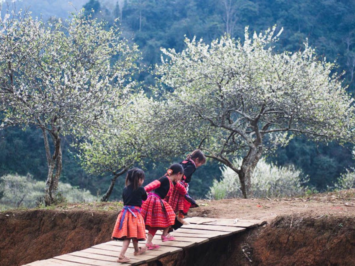 Mùa hoa mận trong trẻo và tinh khiết.