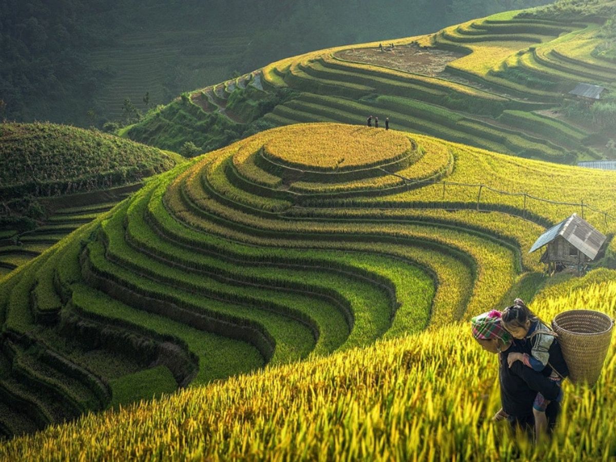 ​​​​​​​Sắc vàng mùa lúa chín vừa hùng vĩ, vừa mộng mơ chốn Sapa.