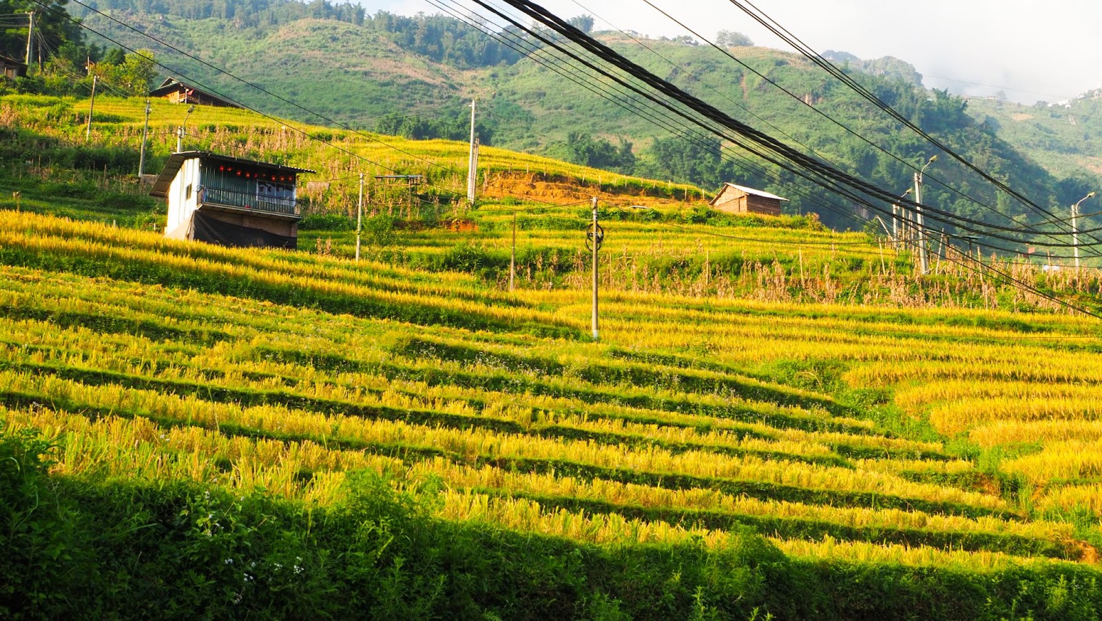 Mỗi thửa ruộng là một đường cong mềm mại, uốn lượn theo địa hình đồi núi.