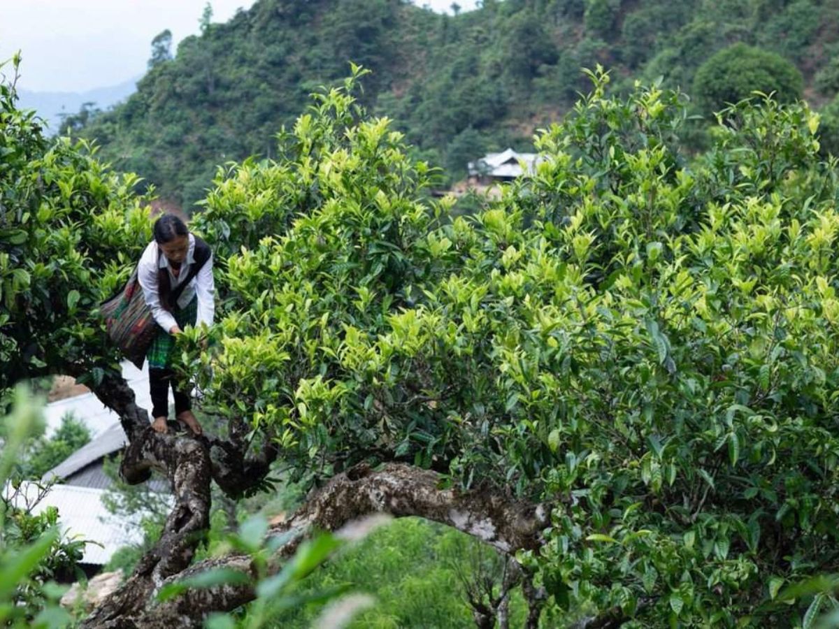 Trà shan tuyết cổ thụ, hương thơm bền lâu và vị đậm khó quên.