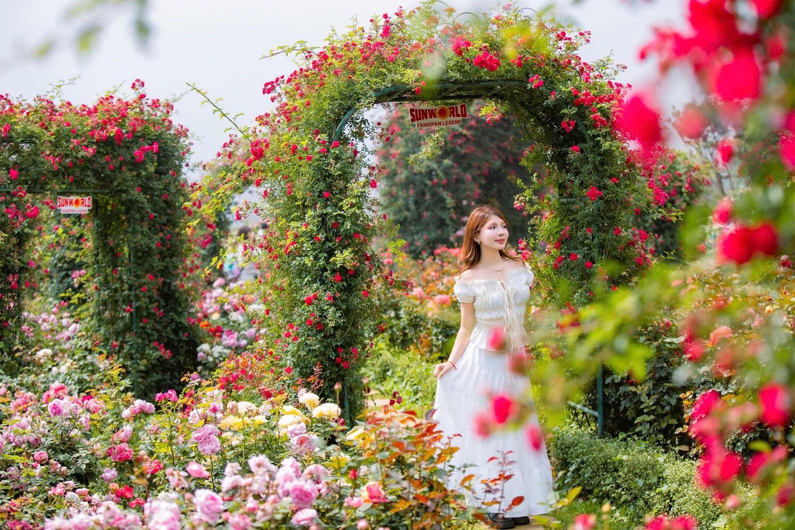 Du khách chụp ảnh với vườn hoa hồng đang nở rộ rực rỡ