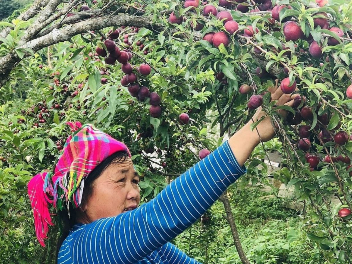 Mận Sa Pa là đặc sản nổi tiếng vùng Tây Bắc